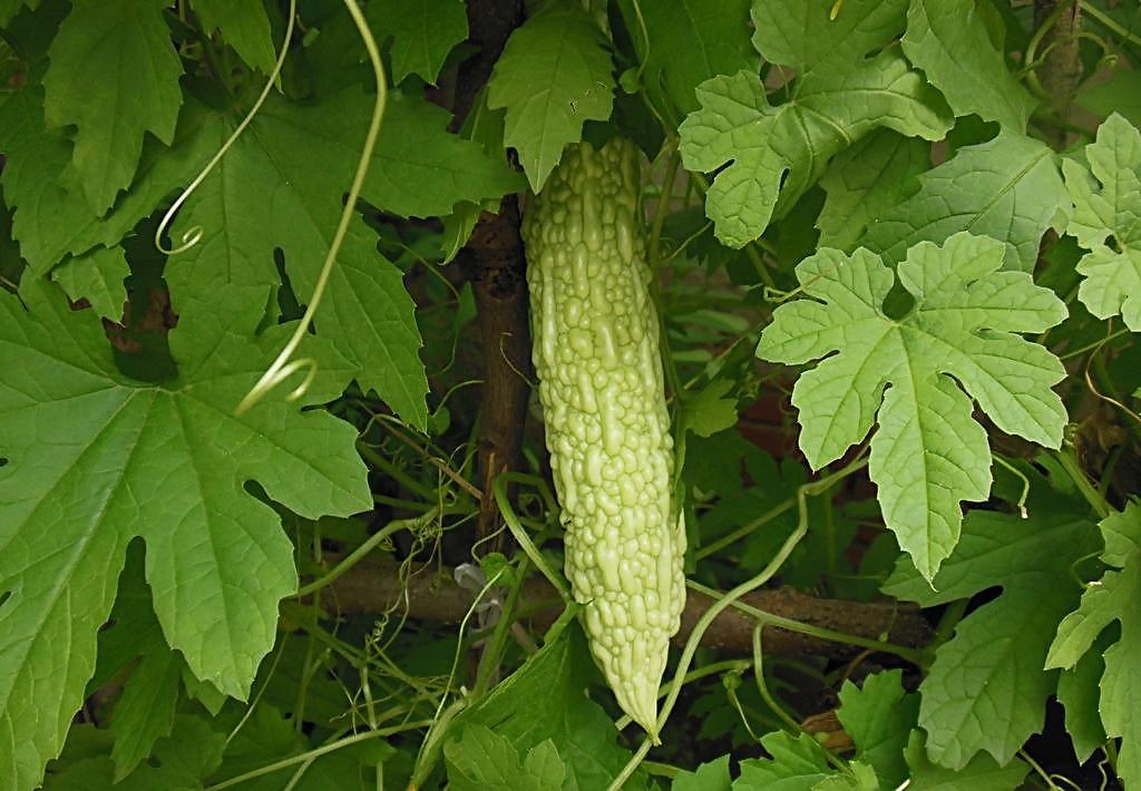 牙龈出血便血吃什么中药效果最好,专治牙龈出血最好的药