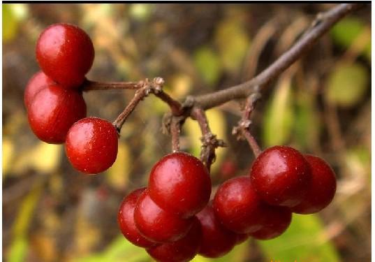 牙龈出血便血吃什么中药效果最好,专治牙龈出血最好的药