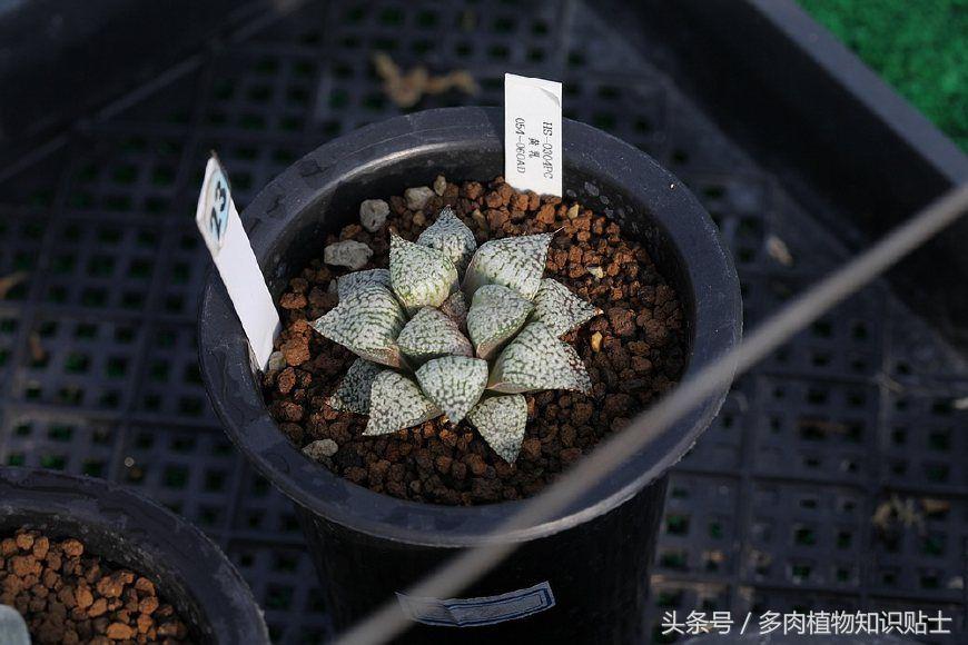 多肉知识讲座,5款好看又好养的多肉介绍