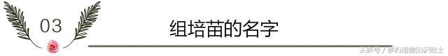 多肉知识讲座,5款好看又好养的多肉介绍