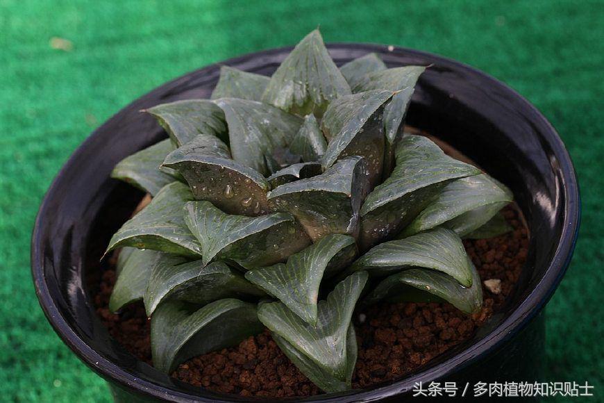 多肉知识讲座,5款好看又好养的多肉介绍