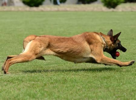 怎么训练马犬喂食防止被咬伤,马犬怎么训练马犬才听话