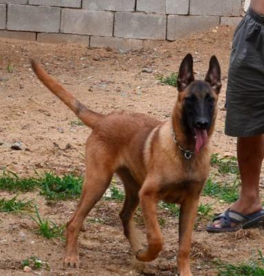 怎么训练马犬喂食防止被咬伤,马犬怎么训练马犬才听话