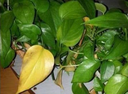 绿萝叶子发黄怎么养才能更旺盛,绿萝叶子发黄快速补救方法水养