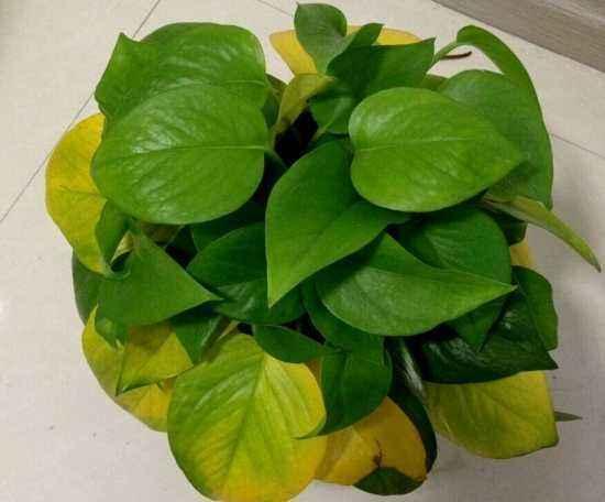 绿萝叶子发黄怎么养才能更旺盛,绿萝叶子发黄快速补救方法水养