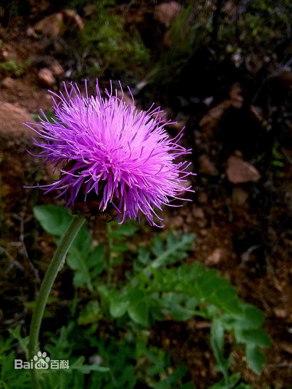 我们身边常见又叫不上名的植物,身边常见的中草药植物