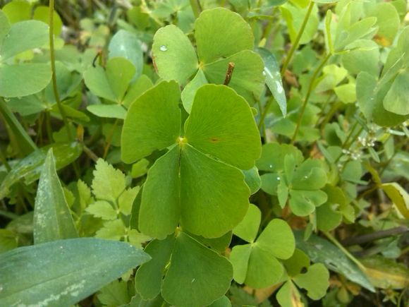 我们身边常见又叫不上名的植物,身边常见的中草药植物