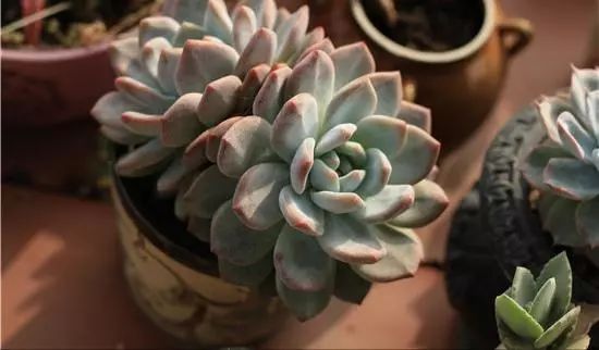 拇指盆多肉露养,多肉蒂亚露养吗