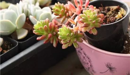 拇指盆多肉露养,多肉蒂亚露养吗