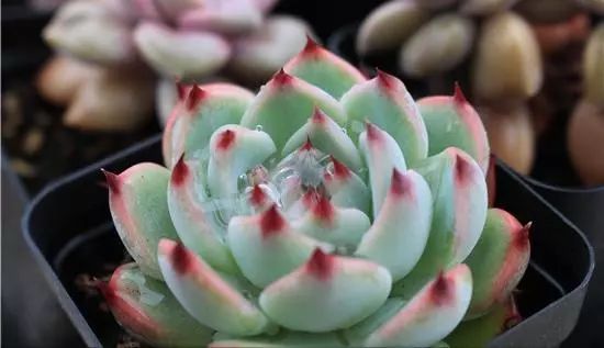 拇指盆多肉露养,多肉蒂亚露养吗