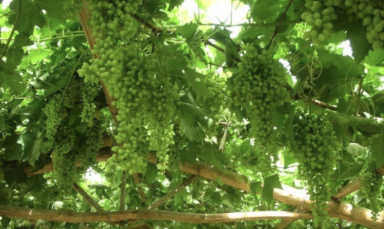 昌吉市吐鲁番路城区风光,吐鲁番风光