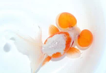 温柔的金鱼是经不起鲤鱼的*力暴**的！