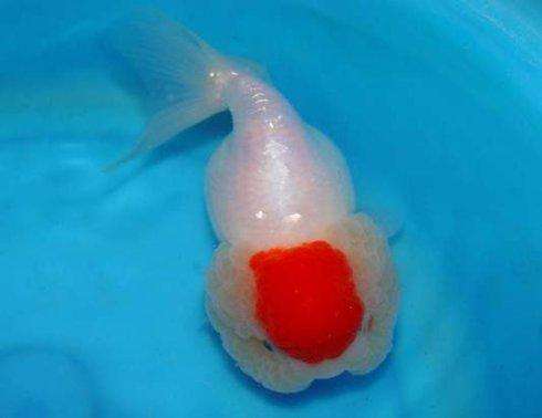 温柔的金鱼是经不起鲤鱼的*力暴**的！