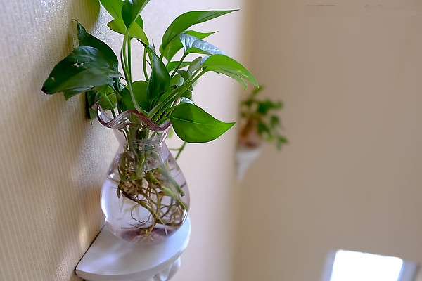 净化空气的植物绿萝图片,绿萝绿色二代渐变