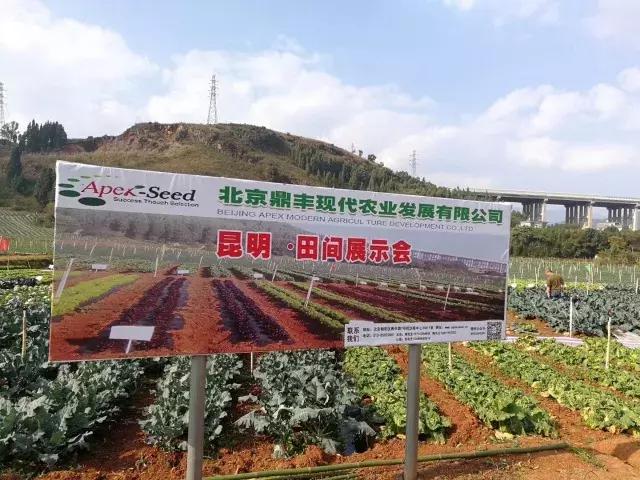 北京鼎丰生菜种子,专注成就专业品质铸就品牌