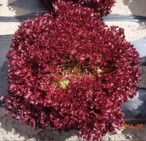 北京鼎丰生菜种子,专注成就专业品质铸就品牌