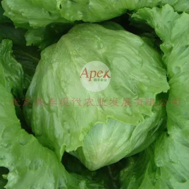 北京鼎丰生菜种子,专注成就专业品质铸就品牌