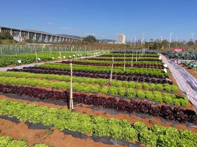 北京鼎丰生菜种子,专注成就专业品质铸就品牌