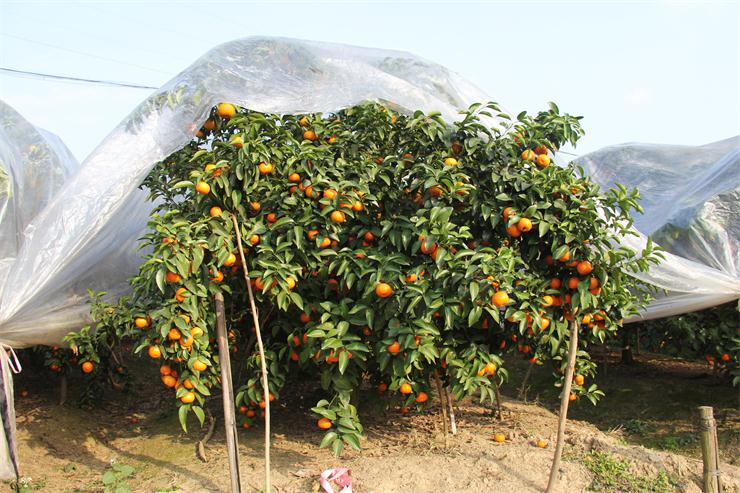 柑橘精准脱贫,小柑橘产业扶贫