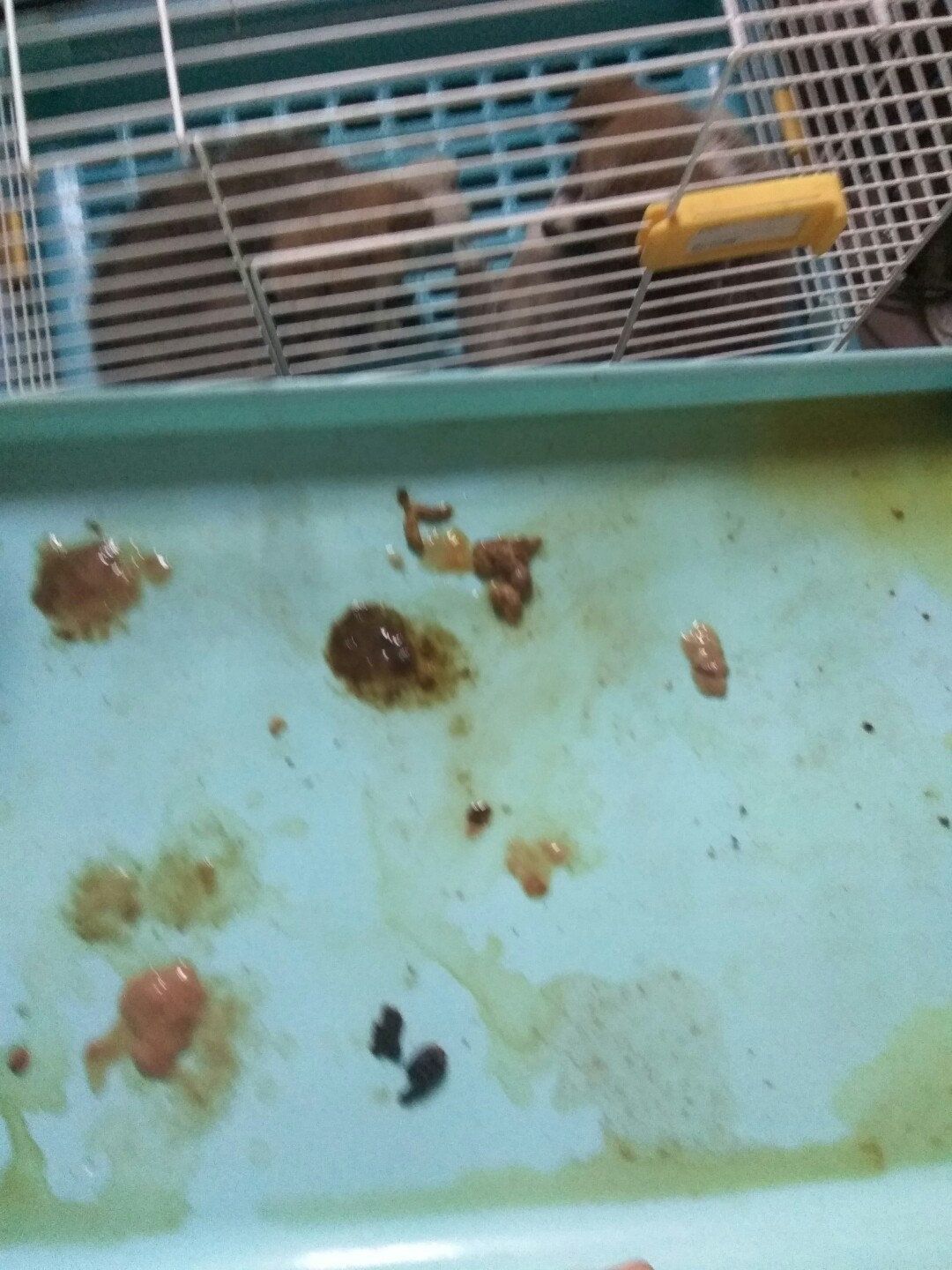 犬细小病毒的诊断与治疗论文,犬细小病毒单克隆抗体