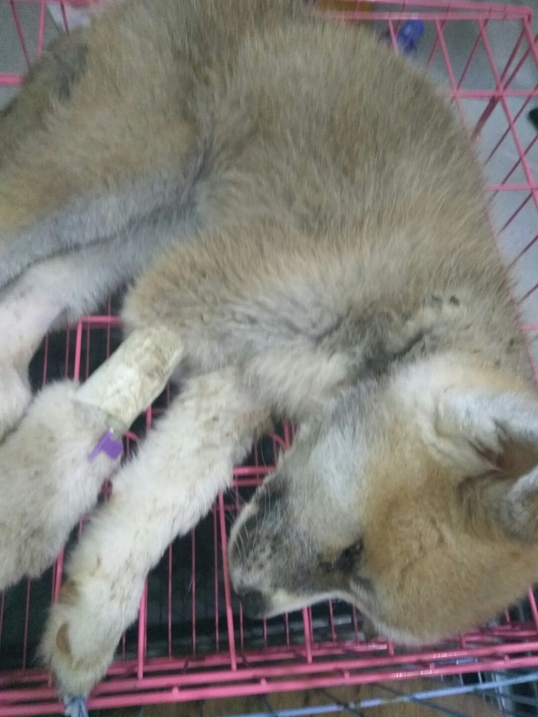 犬细小病毒的诊断与治疗论文,犬细小病毒单克隆抗体