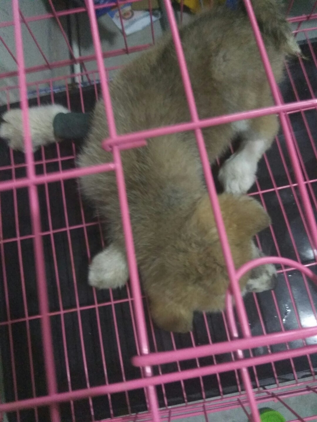 犬细小病毒的诊断与治疗论文,犬细小病毒单克隆抗体