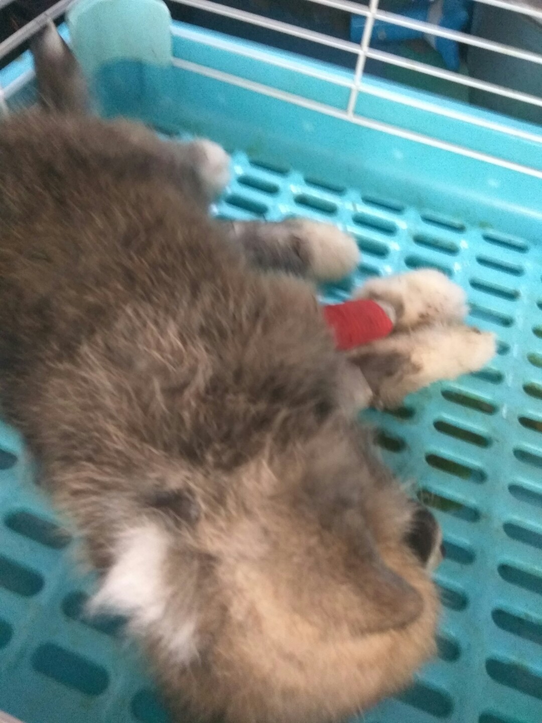 犬细小病毒的诊断与治疗论文,犬细小病毒单克隆抗体