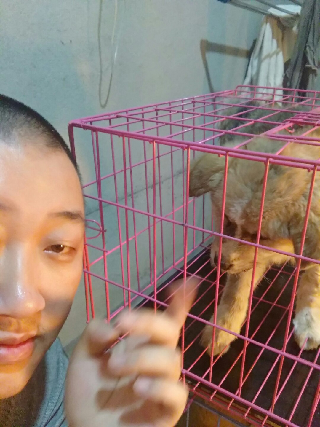 犬细小病毒的诊断与治疗论文,犬细小病毒单克隆抗体