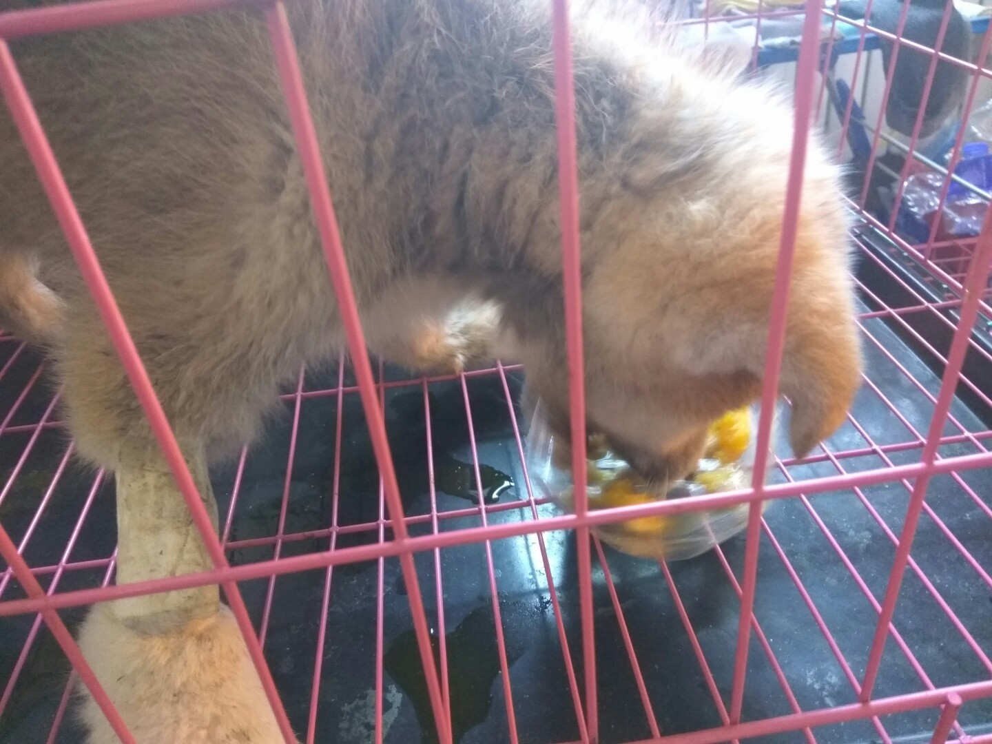 犬细小病毒的诊断与治疗论文,犬细小病毒单克隆抗体