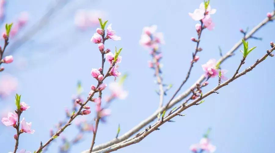 围炉夜话三大处世奇书是哪三本,完整围炉夜话处世奇书