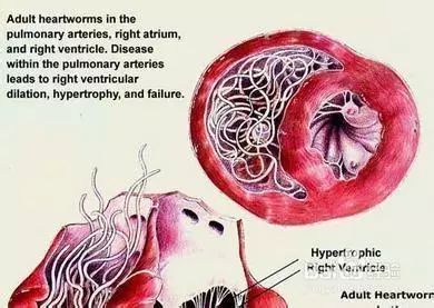 犬猫寄生虫科普,犬猫寄生虫如何预防