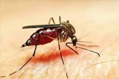 犬猫寄生虫科普,犬猫寄生虫如何预防