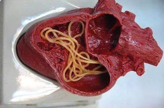 犬猫寄生虫科普,犬猫寄生虫如何预防