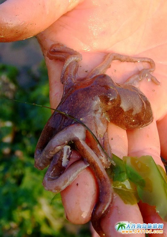 赶海捉海螺贝壳,唐山赶海抓短蛸的地方