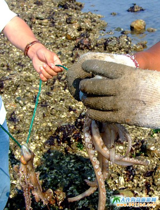 赶海捉海螺贝壳,唐山赶海抓短蛸的地方