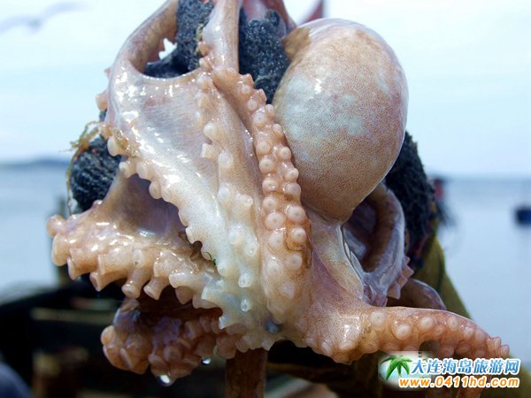 赶海捉海螺贝壳,唐山赶海抓短蛸的地方