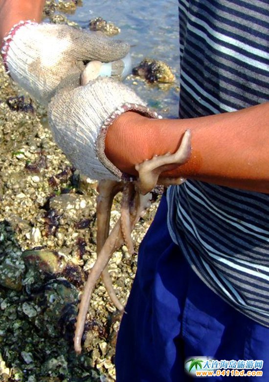 赶海捉海螺贝壳,唐山赶海抓短蛸的地方