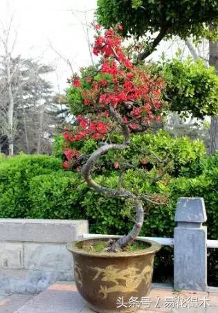 惊蛰适合播种哪些花木盆栽,惊蛰过后盆栽怎么养活好