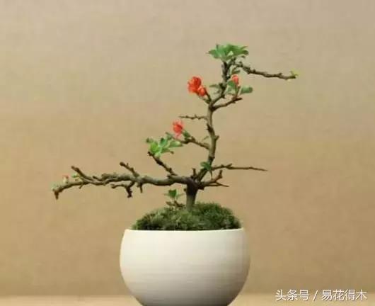 惊蛰适合播种哪些花木盆栽,惊蛰过后盆栽怎么养活好