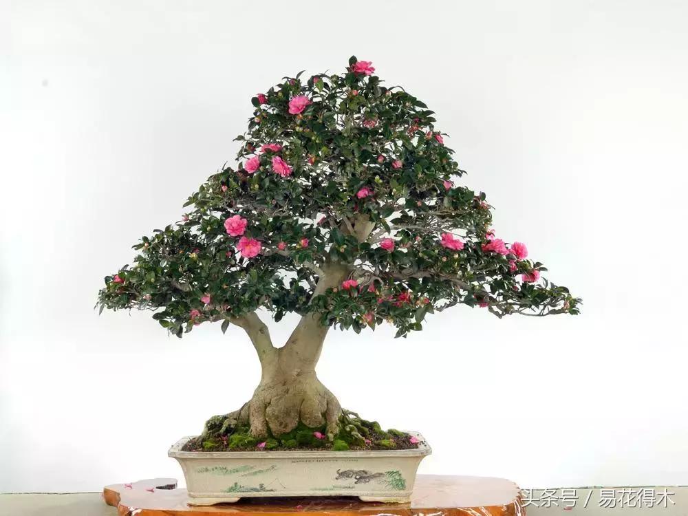 惊蛰适合播种哪些花木盆栽,惊蛰过后盆栽怎么养活好