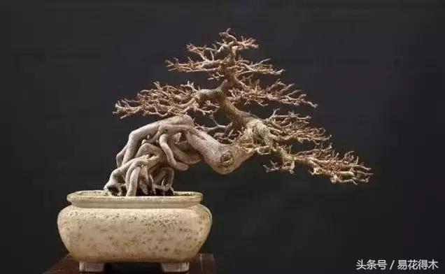 惊蛰适合播种哪些花木盆栽,惊蛰过后盆栽怎么养活好