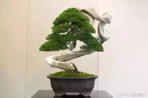 惊蛰适合播种哪些花木盆栽,惊蛰过后盆栽怎么养活好