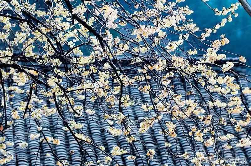 最近从武汉出发的特价机票,武汉旅游4天3晚团购价含机票