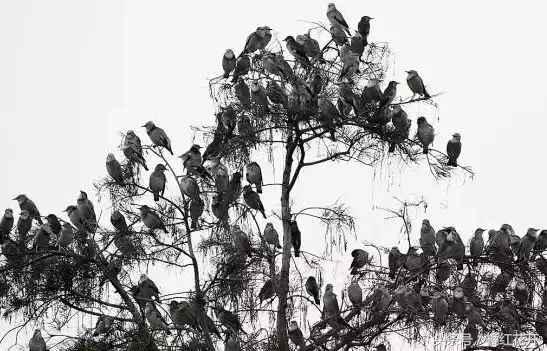 你好湛江吴川仔粤语版,欢迎来到吴川