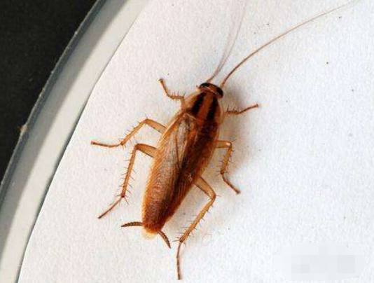 家里蟑螂太多传统消灭蟑螂的方法,家里有小蟑螂怎么消灭没有大蟑螂