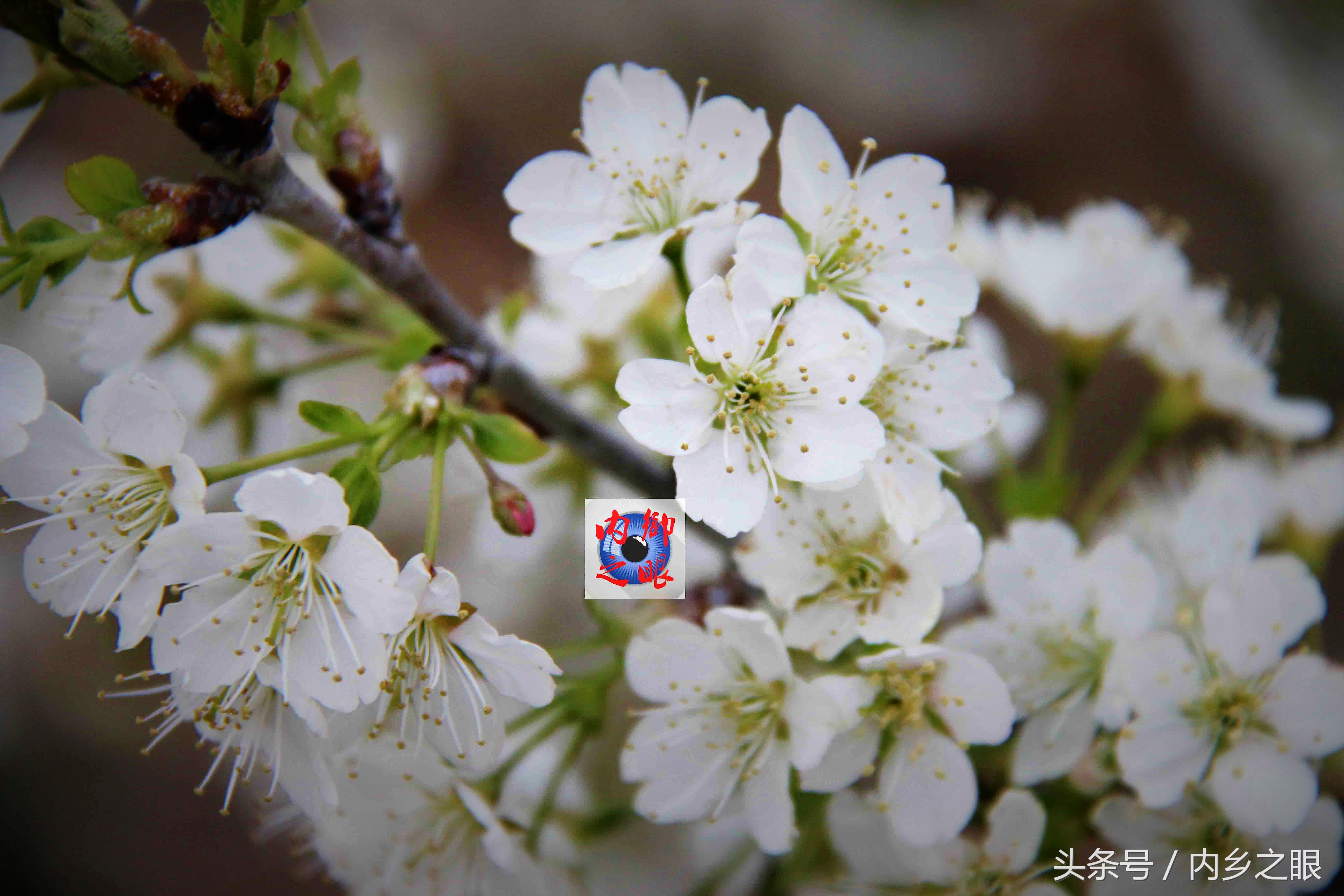 鍒版ū妗冩矡閲屾憳妯辨,鍐呬埂妯辨娌熸ū妗冪啛浜嗗悧