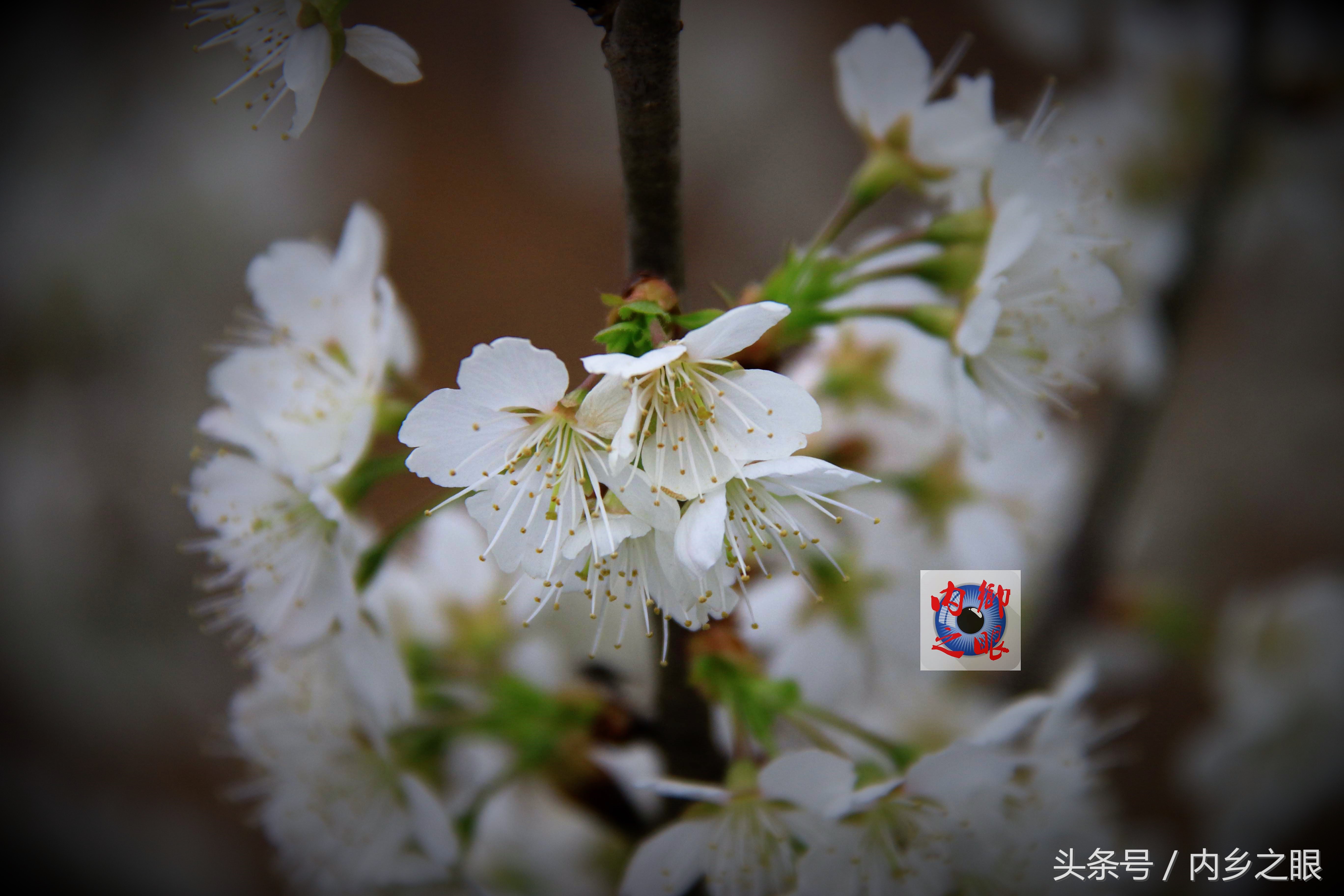 鍒版ū妗冩矡閲屾憳妯辨,鍐呬埂妯辨娌熸ū妗冪啛浜嗗悧