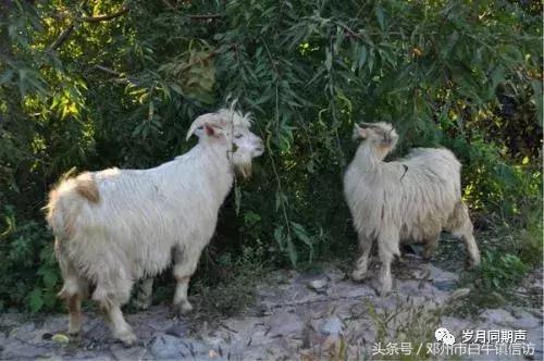 肖纪红||怀念羊