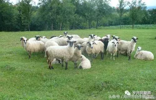 肖纪红||怀念羊