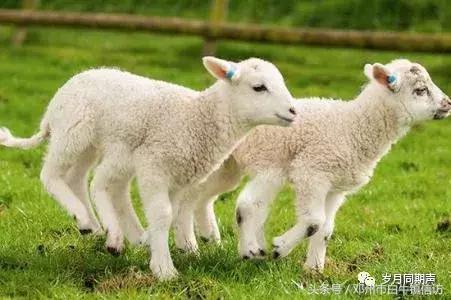 肖纪红||怀念羊